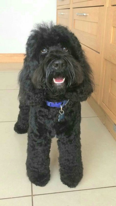 Black cockapoo. Darling Denzel I love him SO much. Cockapoo Haircut Styles, Cockapoo Haircut, Black Goldendoodle, Goldendoodle Art, Black Cockapoo, I Love Him So Much, Haircut Styles, Goldendoodle, Puppy Love