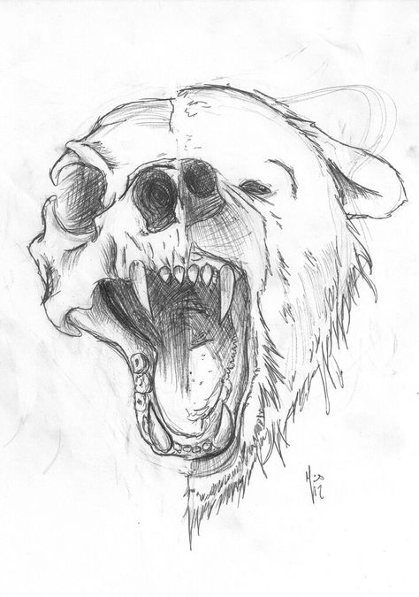 Bear/skull tattoo Bear Sketch, Bear Skull, Bear Drawing, Bear Tattoo, Desenho Tattoo, Skull Drawing, Arte Inspo, Animal Sketches, Animal Skulls