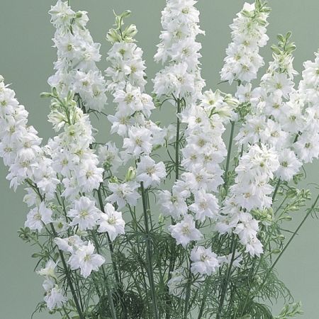 LARKSPUR CANNES WHITE Larkspur Aesthetic, White Larkspur Bouquet, White Delphinium Flower, White Delphinium Arrangement, Pink Larkspur, Larkspur Plant, White Larkspur, Larkspur Flower, Flower Identification