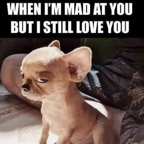 Im Mad At You, Mad At You, Funny Good Morning Quotes, Funny Animal Photos, Cutest Animals, Funny Cartoon Quotes, Funny Animal Jokes, Silly Animals, Funny Animal Memes