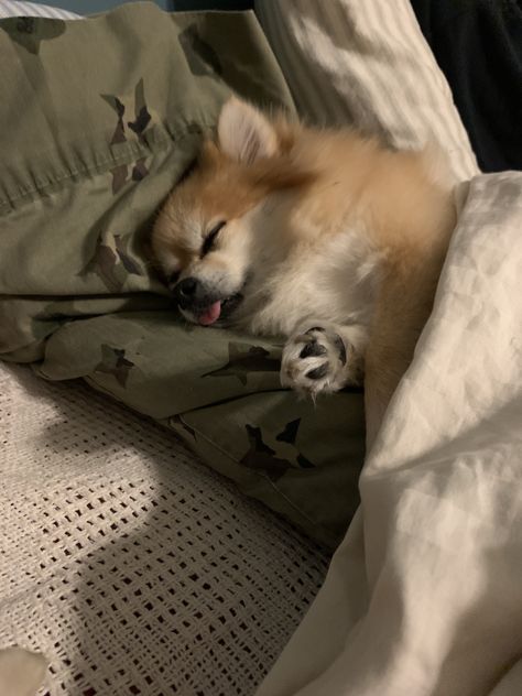 Pomeranian Sleeping, Pom Puppy, Dog Sleeping, Pomeranian Dog, Sleeping Dogs, Pom Pom, Cute Animals, Sleep, Puppies