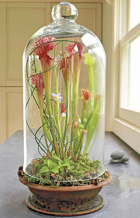 An old-fashioned dome makes a perfect container for tall plants. This group of insectivorous plants—'Scarlet Belle' pitcher plant, purple-blooming Mexican butterwort and Venus fly trap—grows in sphagnum moss. The raised dome allows insects to enter. Insectivorous Plant, Beautiful Terrariums, Pitcher Plant, Glass Cloche, Garden Terrarium, Indoor Gardens, Unusual Plants, Terrarium Plants, The Bell Jar