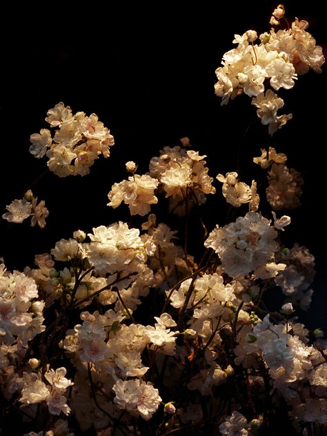 Art Photographers, Gallery Photography, Dark Flowers, Nothing But Flowers, Abstract Iphone Wallpaper, Floral Background, Nature Aesthetic, Flower Backgrounds, Artist Books