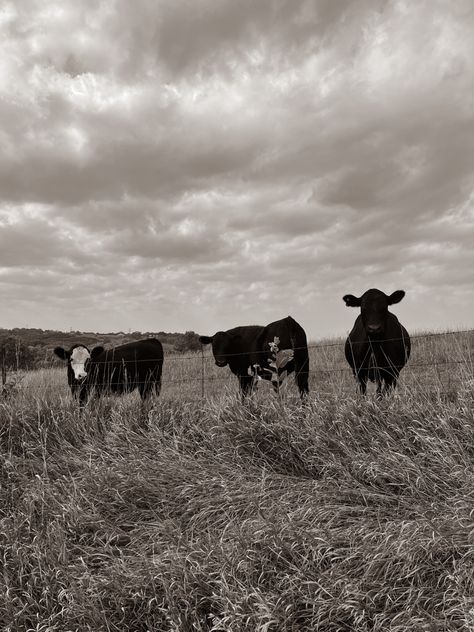 Black And White Cattle Photography, Black And White Wallpaper Country, Black And White Country Wallpaper, Black And White Aesthetic Country, Black And White Country Aesthetic, Black And White Cow Pictures, Black And White Western Wallpaper, Cattle Wallpaper, Ios Pictures