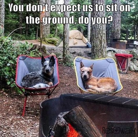 In our camp, these are the Guardians!!! They bring their own chairs. Australian Cattle Dogs, Dog Obedience, Blue Heeler, Australian Cattle Dog, Basset Hound, Cattle Dog, Funny Animal Pictures, Dog Memes, Animal Memes