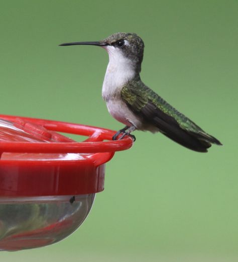 It’s Hummingbird Migration Time Again! Hummingbird Migration, Flowering Bushes, Ruby Throated Hummingbird, Hummingbird Garden, Feeding Station, Humming Bird, How To Attract Hummingbirds, Humming Bird Feeders, Backyards