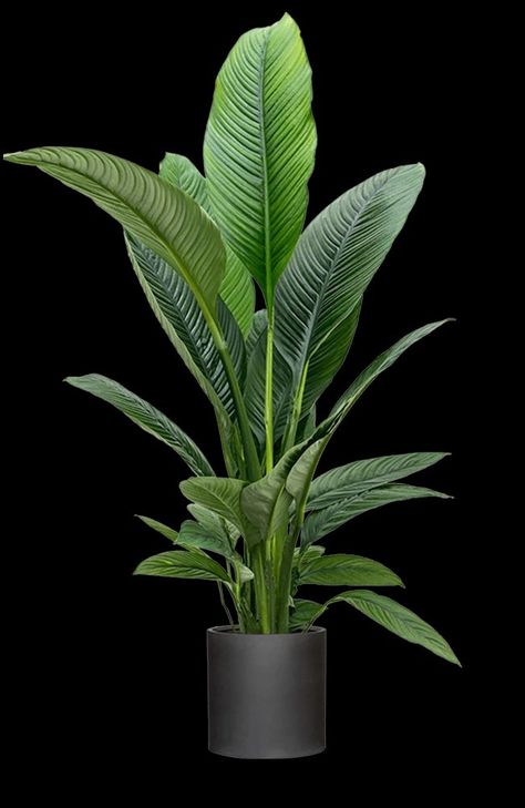 Spathiphyllum Sensation, Cactus Plants, Indoor Plants, Cactus, Plants