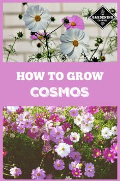 When To Plant Cosmos Seeds, Cosmos Planting Ideas, Growing Cosmos From Seed, Cosmos Varieties, Growing Cosmos, Black Hole Art, Cosmos Plant, Flower Pot Design, Container Gardening Flowers