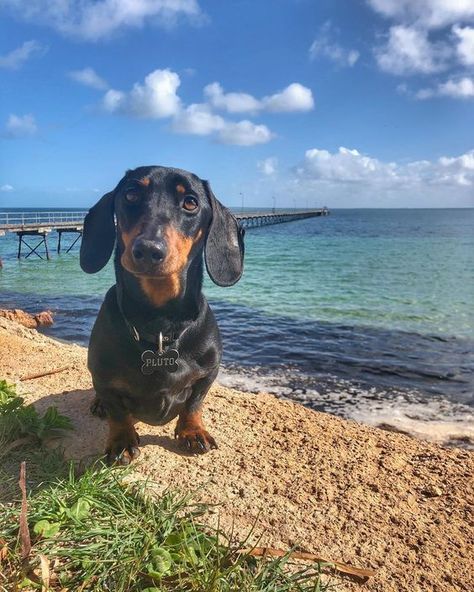 Dachshunds are famous travelers. Here they share their tips for travelers on how to turn their vacation into a fairy tale. Dogs Daschund, Black And Tan Dachshund, Weenie Dog, Dachshund Funny, Weiner Dogs, Dapple Dachshund, Doxie Dogs, Dachshund Mom, Long Haired Dachshund