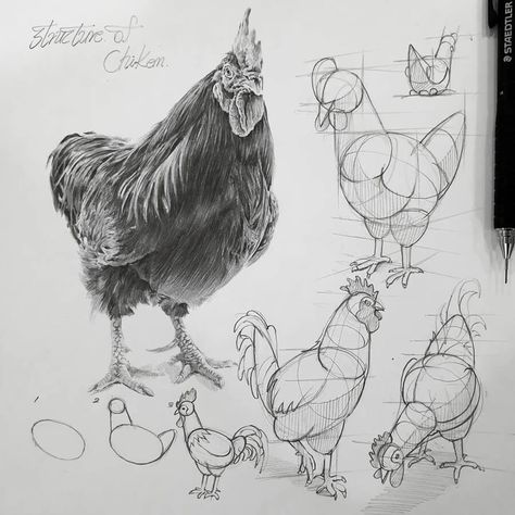 Structural Drawing, Animal References, Anatomy Sketches, Drawing Studies, Perspective Art, Chickens And Roosters, Anatomy Drawing, Pencil Art Drawings, Animal Sketches