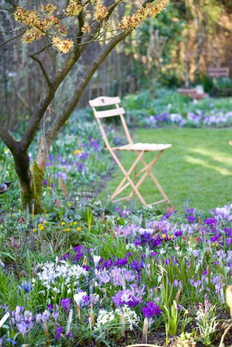 Celebrate spring's return! Flower Carpet, Indoor Flowering Plants, Spring Flowering Bulbs, Garden Bulbs, Front Lawn, Spring Bulbs, Natural Garden, Spring Garden, Front Garden