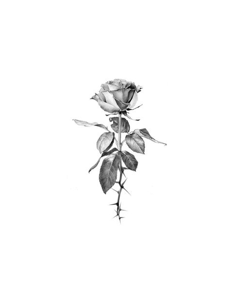 Micro Realism Rose Tattoo, Micro Real Tattoo, Rose Tattoo Realism, Realism Flower Tattoo, Micro Realism Tattoo Design, Micro Realism Tattoo, Tattoo Shop Interior, Make Tattoos, Micro Realism