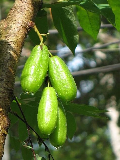 Kamias/bilimbi - cucumber tree, tree sorrel - sour Filipino fruit used for sinigang Bilimbi Fruit, Food For Pregnant Women, Diet While Pregnant, Authentic Thai Food, Sour Fruit, Cucumber Seeds, Growing Cucumbers, Thai Cooking, Organic Vegetable Garden