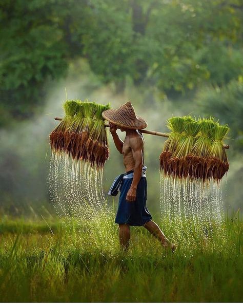 Agriculture Photography, Vietnam Voyage, Thailand Photos, Destination Voyage, World Photography, Nature Adventure, Angkor Wat, Portrait Gallery, Vietnam Travel