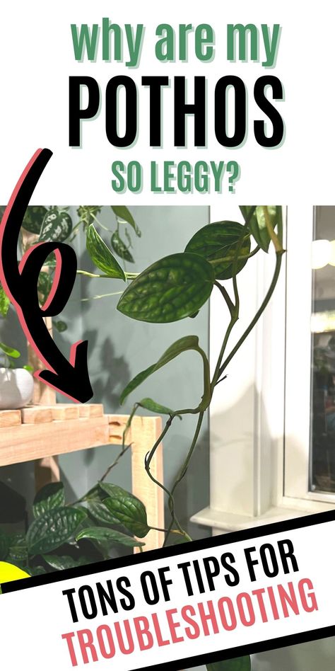 How To Trim Pothos Plant, How To Fix Leggy Pothos, Leggy Pothos Plant, How To Make Pothos Fuller, Prune Pothos, Pathos Plant, Pothos Plant Care, Pothos Vine, Pothos Plants