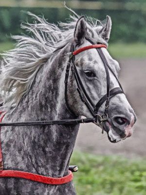 Workin' it. Dappled Grey Orlov Trotter-horse Orlov Trotter, Horse Beautiful, Riding Clothes, Draft Horse, Horse Riding Clothes, Majestic Horse, Horse World, Horses And Dogs, All The Pretty Horses