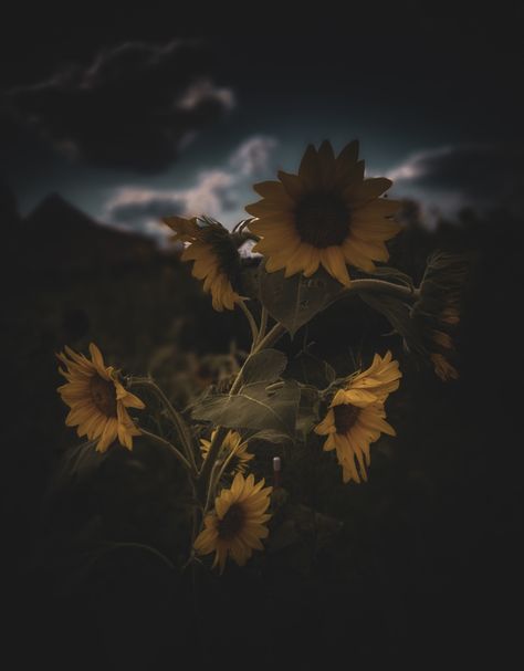 Sunflower photography Midwest Horror, Burning Sunflower, Dark Sunflower, Pretty Sunflowers, Sunflower Aesthetic, Black Sunflower, Sunflower Photography, Story Aesthetic, Mural Ideas