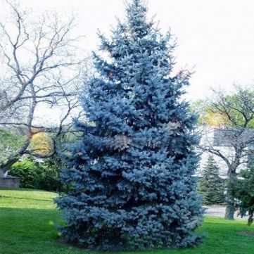 Wholesale 30PCS Colorado Blue Spruce Tree Seeds Picea pungens Fir Plant  $1.79 Picea Pungens Glauca, Blue Spruce Tree, Miniature Greenhouse, Colorado Blue Spruce, Picea Pungens, Silver Fir, Privacy Landscaping, Seed Pack, Spruce Tree