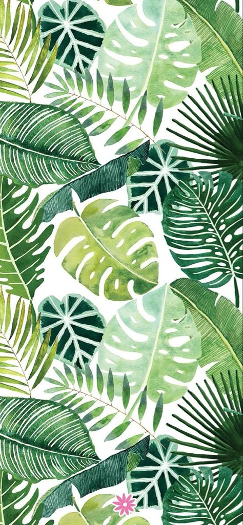 Tropical Leaves Wallpaper Iphone, Monstera Plant Wallpaper Iphone, Monstera Iphone Wallpaper, Tropical Iphone Background, Monstera Phone Wallpaper, Phone Backgrounds Plants, Wallpaper Backgrounds Leaves, March Screensavers Iphone, Jungle Leaves Illustration