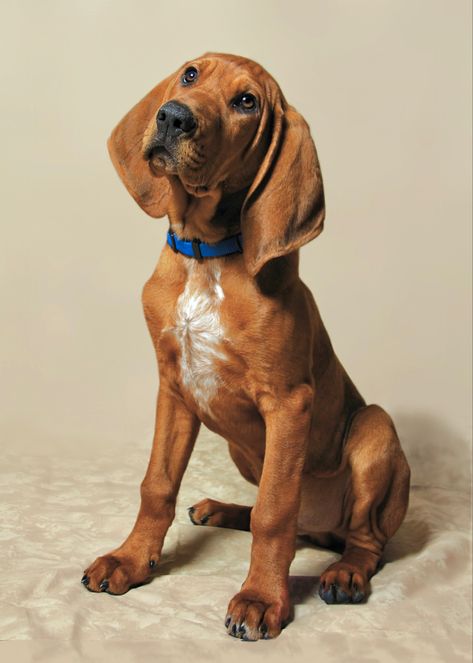 Coonhound Puppy, English Coonhound, Dog Pic, Redbone Coonhound, Crazy Dog Lady, Dog Lady, Crazy Dog, Free Fun, Canine Companions