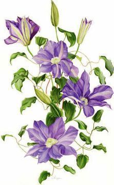 Clematis Flower, Png Floral, Cat Air, Watercolor Flowers Paintings, Lukisan Cat Air, Botanical Watercolor, Botanical Painting, Floral Prints Art, Vintage Diy