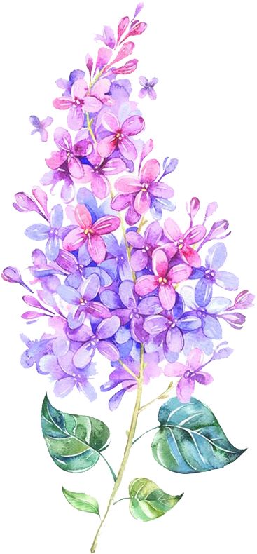 Delphinium Bouquet, Realistic Flower Drawing, Lilac Tattoo, Cute Flower Drawing, Bird Tattoo Back, Simple Flower Drawing, Easy Flower Drawings, Tattoo Watercolor, Flower Png Images