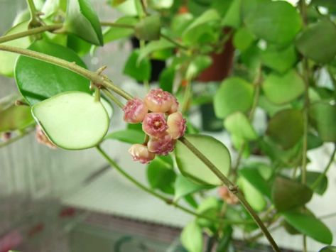 Hoya Heuschkeliana, Buttered Popcorn, Butter Popcorn, Blooming Plants, City Garden, Landscaping Plants, Tropical Flowers, Small Garden, Hanging Baskets