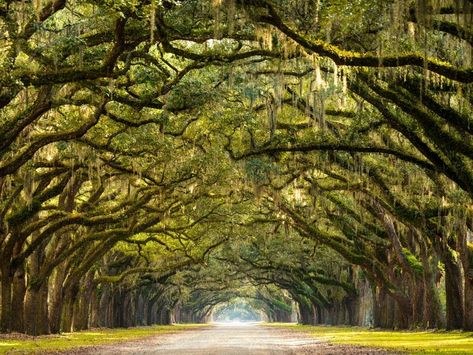 5 Best Instagram Spots In GA Have Graffiti, Fountain, Fish, Tree Arch | Patch Visit Savannah, Live Oak Trees, Image Nature, Spanish Moss, Arte Fantasy, Savannah Ga, Beautiful Tree, Lonely Planet, Whimsical Art