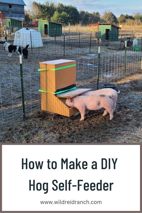 Pigs eating out of a homemade, wooden self-feeder Pig Feeder, Gravity Feeder, Hog Farm, Chicken Feeder Diy, Livestock Shelter, Raising Pigs, Feeding Goats, Miniature Pigs, Raising Farm Animals