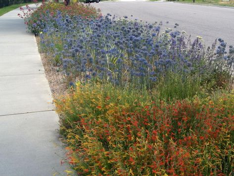 Pineleaf Penstemon, Hellstrip Landscaping, Allium Azureum, Medieval Garden, Hgtv Garden, Drought Tolerant Landscape, Front Yard Design, Lawn Sprinklers, Water Wise