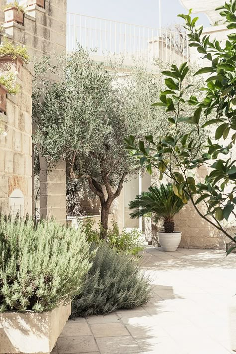 DonTotu on Behance Mediterranean Backyard, Mediterranean Garden Design, Italian Garden, Mediterranean Garden, Garden Pictures, Backyard Makeover, Courtyard Garden, Modern Landscaping, Olive Tree