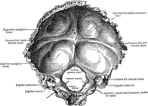 Internal Surface of the Occipital Bone Occipital Bone Anatomy, Bone Clipart, Occipital Bone, Therapy Inspiration, Human Skeletal System, Radiologic Technology, Human Skeleton Anatomy, Facial Bones, Skull Anatomy