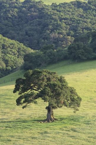 size: 24x16in Photographic Print: Oak Tree by DLILLC : Cuisine Monastery Aesthetic, Oak Trees Landscaping, White Oak Tree, Live Oak Trees, Giant Tree, Redwood Tree, Lone Tree, Live Oak, Unique Trees