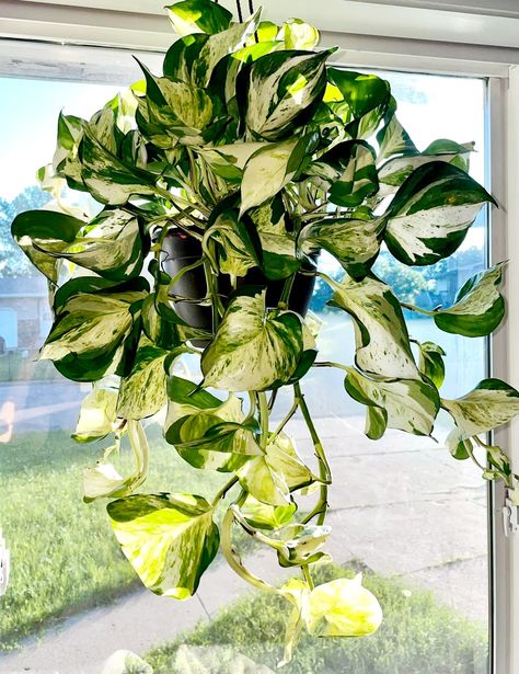 Manjula Pothos! Pothos Varieties, Manjula Pothos, Arrowhead Plant, Plant Hacks, Inside Plants, House Plants Decor, Desert Plants, Ornamental Plants, House Plants Indoor