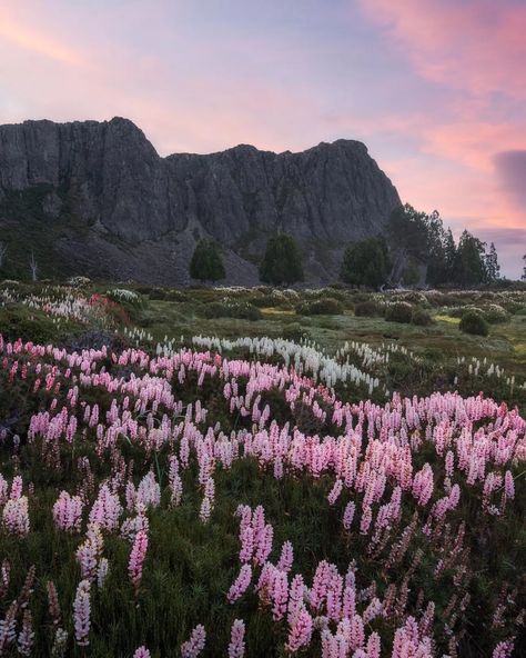 In Bloom: Where to Find Wildflowers in Tasmania Tasmania Travel, Stories To Tell, Au Pair, Life Board, Year Plan, Into The Wild, West Africa, South West, Tasmania