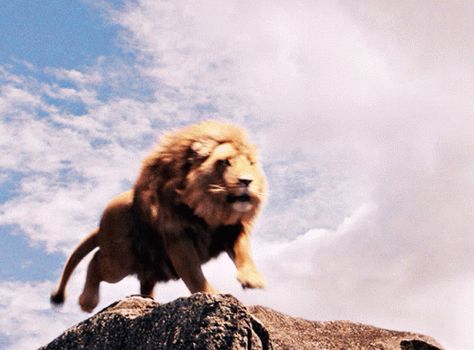 Narnia Lion, Narnia 1, Lion And Lioness, Prince Caspian, Roaring Lion, Light Film, Mystic Falls, Chronicles Of Narnia, Large Cats