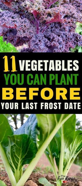 Vegetable Gardening Ideas: Start your garden now with these 11 cool weather crops you can grow before your last frost date! Gardening for Beginners | Orgnaic Gardening Tips Vegetable Gardening Ideas, Funny Vine, Vegetable Garden Planner, Vegetable Garden Tips, Vegetable Garden For Beginners, Organic Vegetable Garden, Areas Verdes, Garden Planner, Aquaponics System