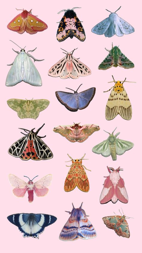 #moths #butterfly #cottagecore #pink #pretty #wallpaper #bugs #aesthetic #pink #art #artist #photography #fashion #ootd #summer #travel #nails #outfit #style #menswear Bugs Aesthetic, Butterfly Cottagecore, Travel Nails, Pink Moth, Cottagecore Pink, Insect Tattoo, Nails Outfit, Artist Photography, Bead Crafts Diy