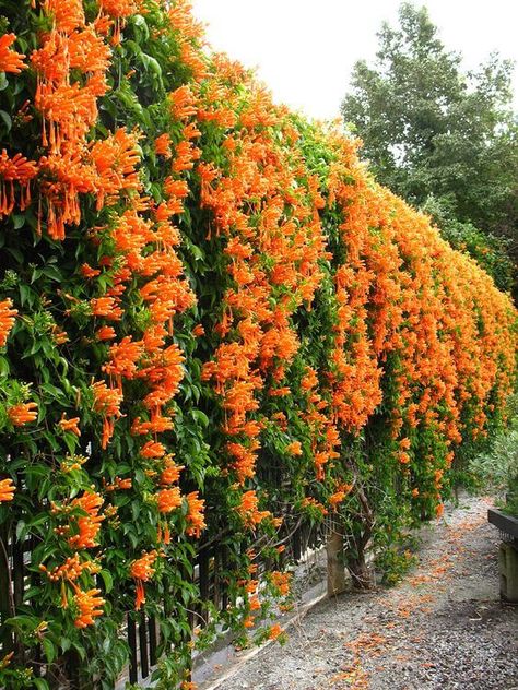 53 GORGEOUS LOVELY FENCE LANDSCAPING IDEAS TO CREATE - 392 Vine On Fence, Climbing Flowering Vines, Trumpet Vines, Vine Fence, Wall Climbing Plants, Vine Plants, Vine Flowers, Climber Plants, Climbing Flowers