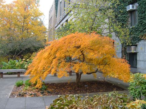 Acer palmatum dissectum Japanese Maple form fall color goo… | Flickr Acer Garden, Acer Palmatum Dissectum, Acer Trees, Japanese Courtyard, Flower Garden Plans, Japanese Garden Landscape, Landscaping Trees, Japanese Garden Design, Asian Garden