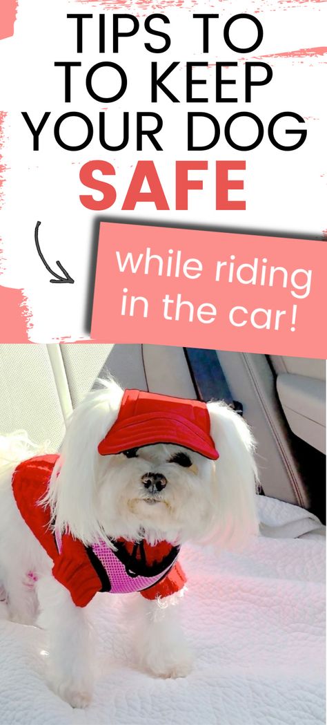 dog car safety and keeping a dog safe in the car Dog Car Sickness Remedies, This Is Safety Doggo, Dog Car Barrier, Dog Safety In Car, Dog Car Travel, Dog Thanksgiving, Dog Nutrition, Diy Pool, Dog Safety