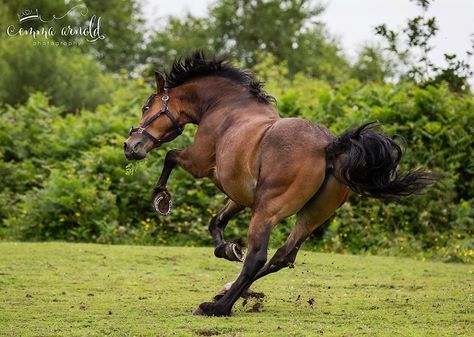 Horse Pose Reference, Horses Poses, On Horse Reference, Animal Poses Reference, Horse Poses Reference, Animal Reference, Animal Poses, Horse Jumping Reference, Horse Reference