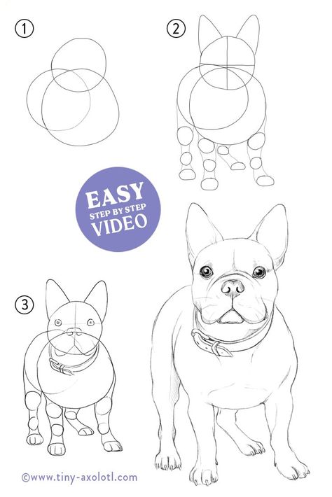 How to draw a French Bulldog EASY Step by Step for Beginners - #french #englishbulldog #photo How To Draw A Bulldog Step By Step, Watercolour French Bulldog, How To Draw A Frenchie, French Bulldog Sketch Drawing, How To Draw A French Bulldog, French Bulldog Drawing Easy, French Bulldog Art Illustrations, Draw French Bulldog, French Bulldog Sketch