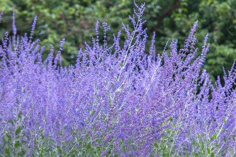 Russian Sage (Perovskia atriplicifolia) is a drought-tolerant perennial known for its delicate silver-gray foliage and striking lavender-blue blooms. Russian Sage, Late Summer Flowers, Drought Tolerant Perennials, Sage Plant, White Flower Farm, Blue And Purple Flowers, Sage Leaves, Lavender Plant, Ground Cover Plants