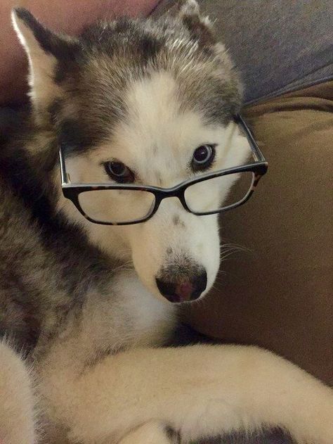 Pretty Husky, Dog Wearing Glasses, Husky Drawing, Hilarious Dogs, Cute Husky, Husky Lover, Siberian Huskies, Family Pets, All About Animals