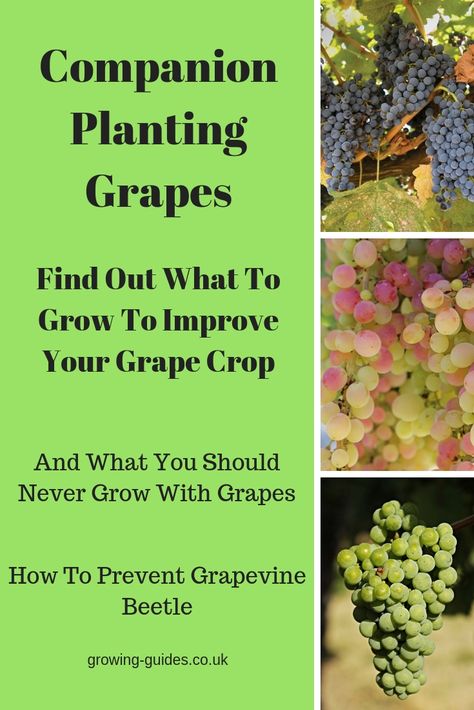 Planting Grapes, Grapes Growing, Grape Vine Trellis, Companion Planting Guide, Tomatoes In Containers, Grape Vine Plant, Grape Tree, Grape Trellis, Companion Gardening