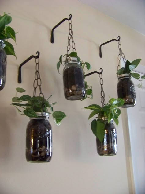 Mason jars, hanging, zip tied to chain. Fill with house plants, these are philodendrons, or candles.... Hanging Plants In Bottles, Jar Hanging Diy, Mason Jar Hanging Planter, Money Plant Bottle Hanging Ideas, Mason Jars Hanging From Trees, Glass Jar Hanging Planters Diy, Water Plants Indoor, Mason Jar Planter, Hanging Plants Diy