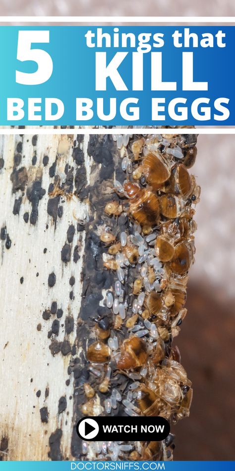 a photo of bed bugs, bed bug eggs, with the text 5 Things That Kill Bed Bug Eggs How To Kill Bed Bugs, Bed Bugs How To Get Rid Of, Killing Bed Bugs, What Kills Bed Bugs, Bed Bugs Pictures, Kill Bed Bugs, Bed Bug Bites, Mattress Protectors, Egg Fast