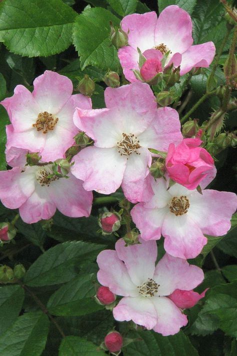 Ann and John Bentall, Havering-atte-Bower, Essex. Hybrid musk. Burgundy Garden, Ballerina Rose, Rose Ballerina, Red Ballerina, Country Cottage Garden, Rare Orchids, Rose Pictures, Garden Living, Antique Roses