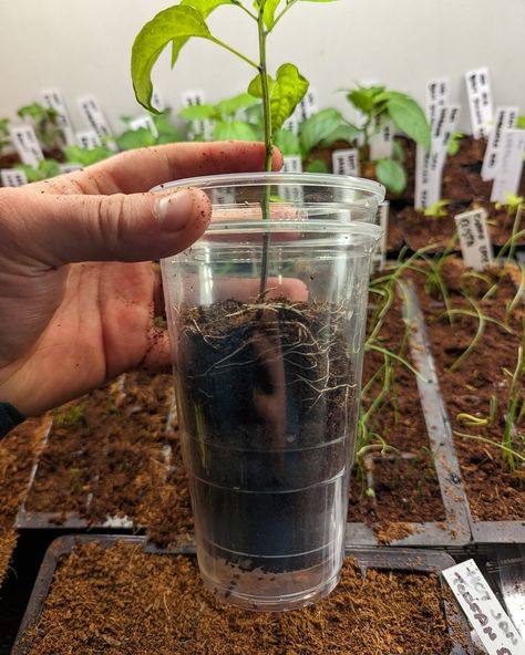 How To Start Tomato Seeds Using The Double Cup Method Tomato Seedlings, Stem Crafts, Seed Starter, Drinking Cups, Pepper Plants, Diy Greenhouse, Diy Cups, Tomato Seeds, Tomato Plants